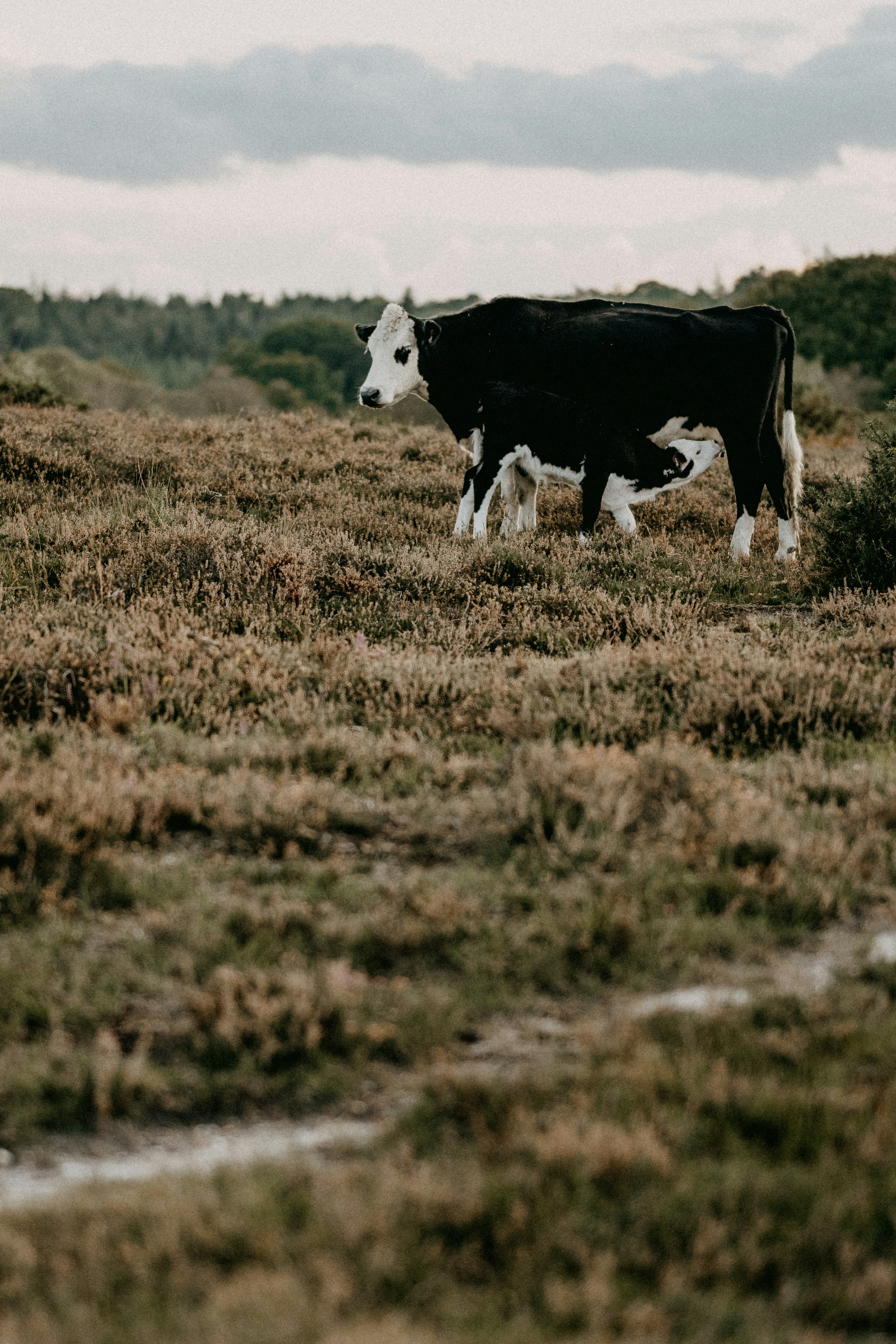 Photo by anniespratt