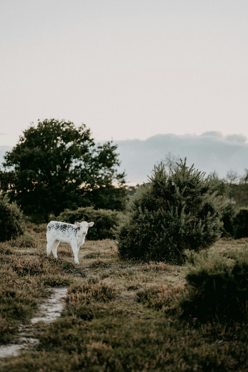 a cow standing in a field with trees in the background