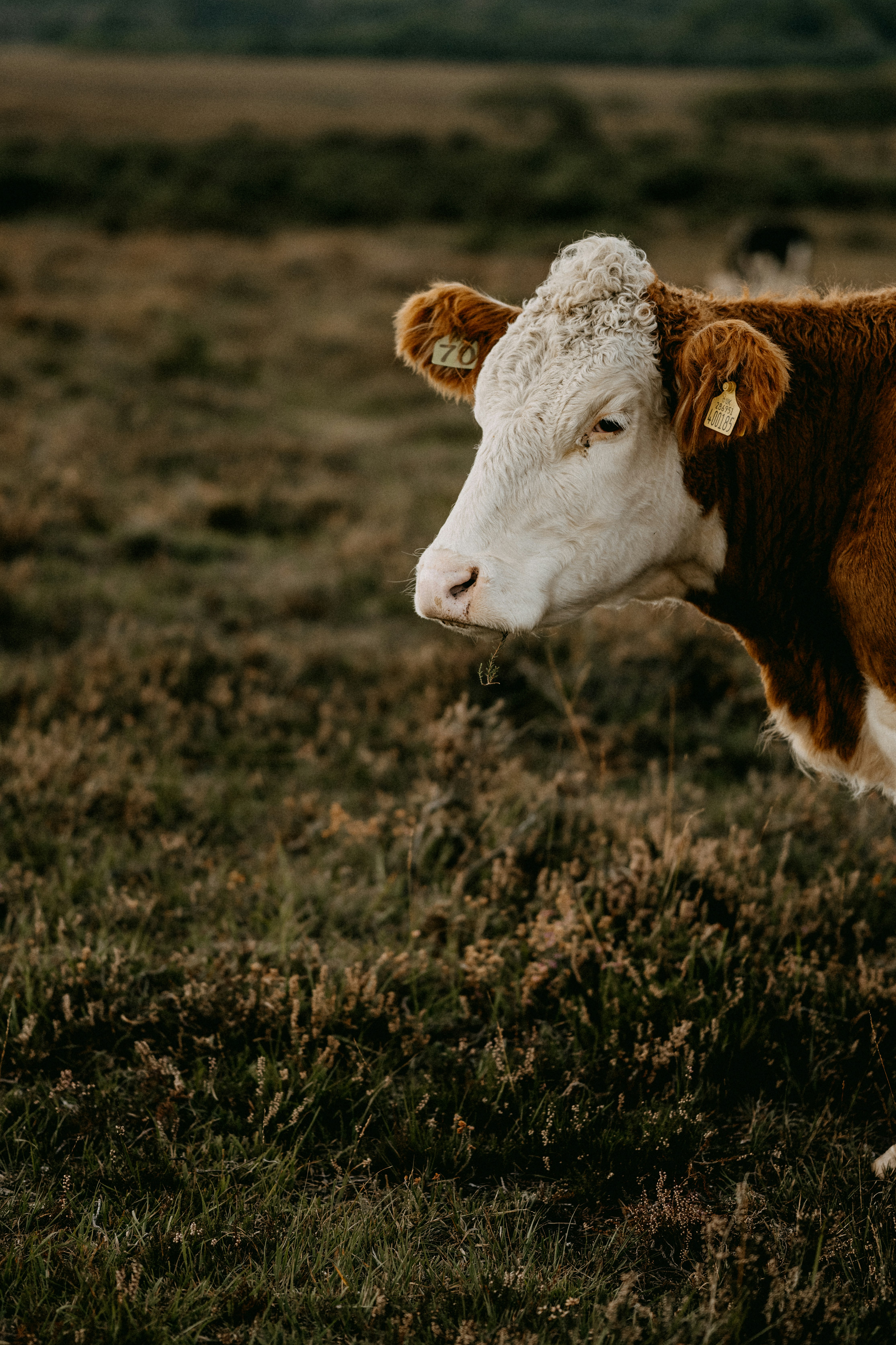 Image of Cow standing in a field of brown grass