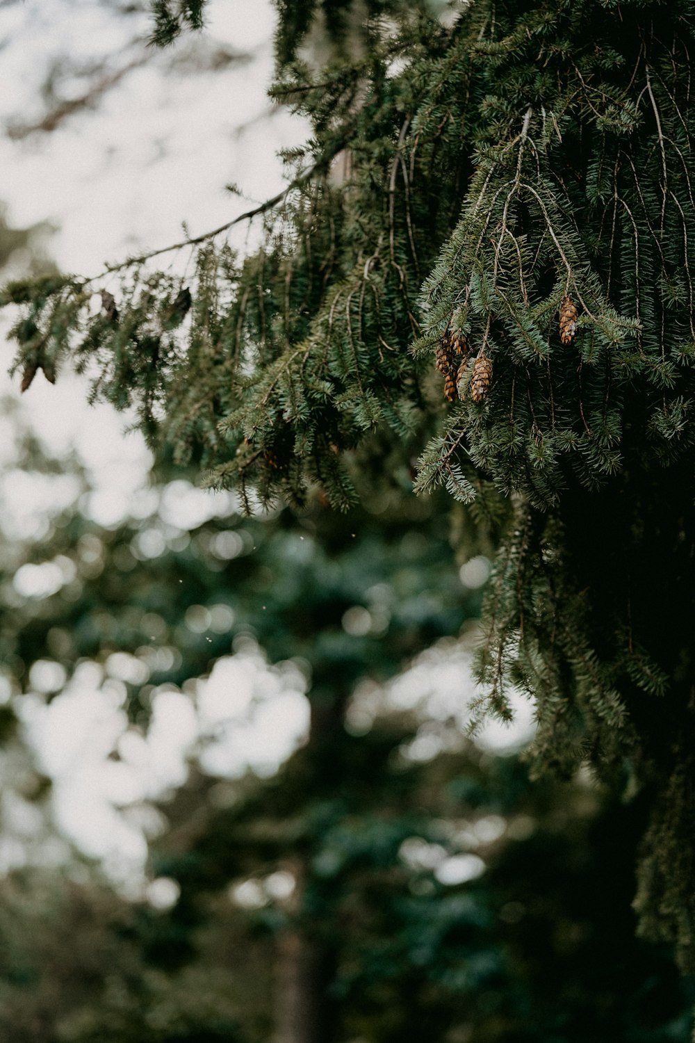 a tree in a forest