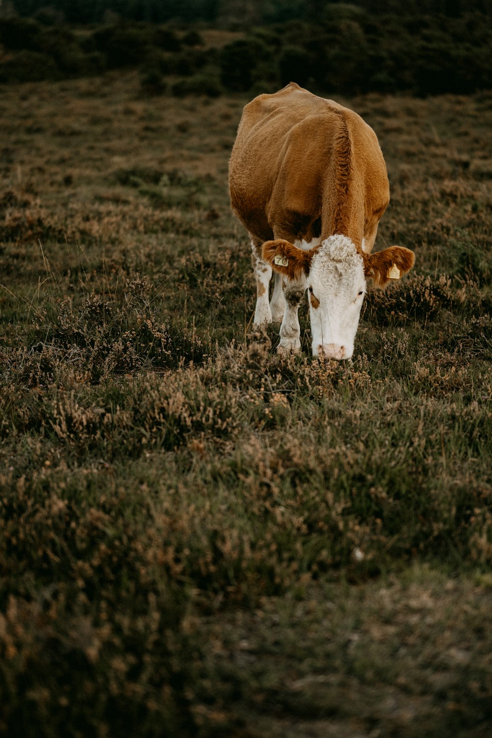 a brown and white cow standing on top of a grass covered field