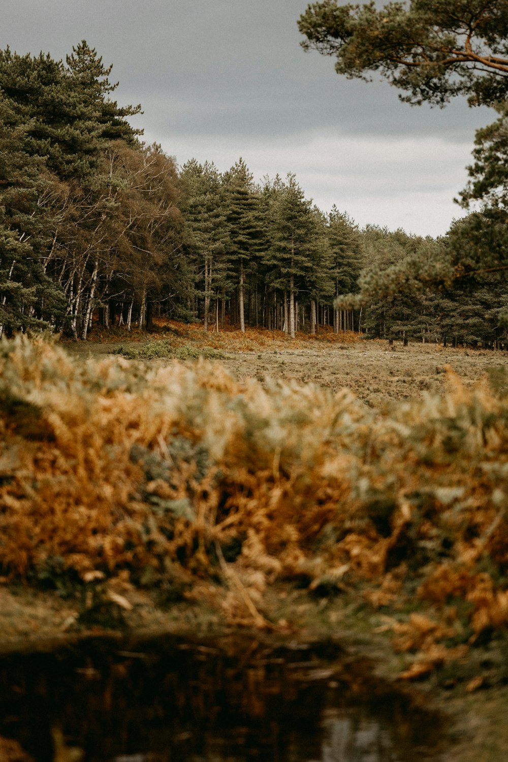 a grassy field with trees and a body of water