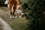 A young calf is nursing from a cow while they stand on a grassy pathway surrounded by greenery. The calf is partially hidden behind the cow and the bushes, creating a serene and peaceful rural scene.