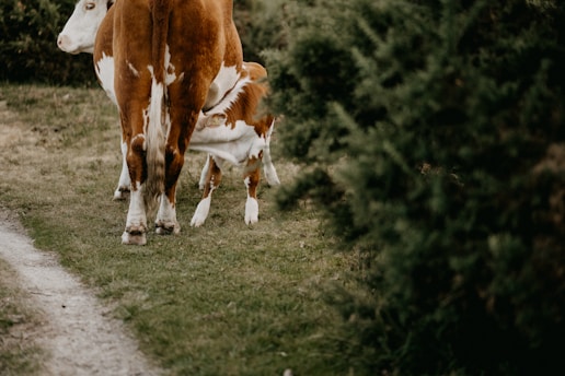 A young calf is nursing from a cow while they stand on a grassy pathway surrounded by greenery. The calf is partially hidden behind the cow and the bushes, creating a serene and peaceful rural scene.