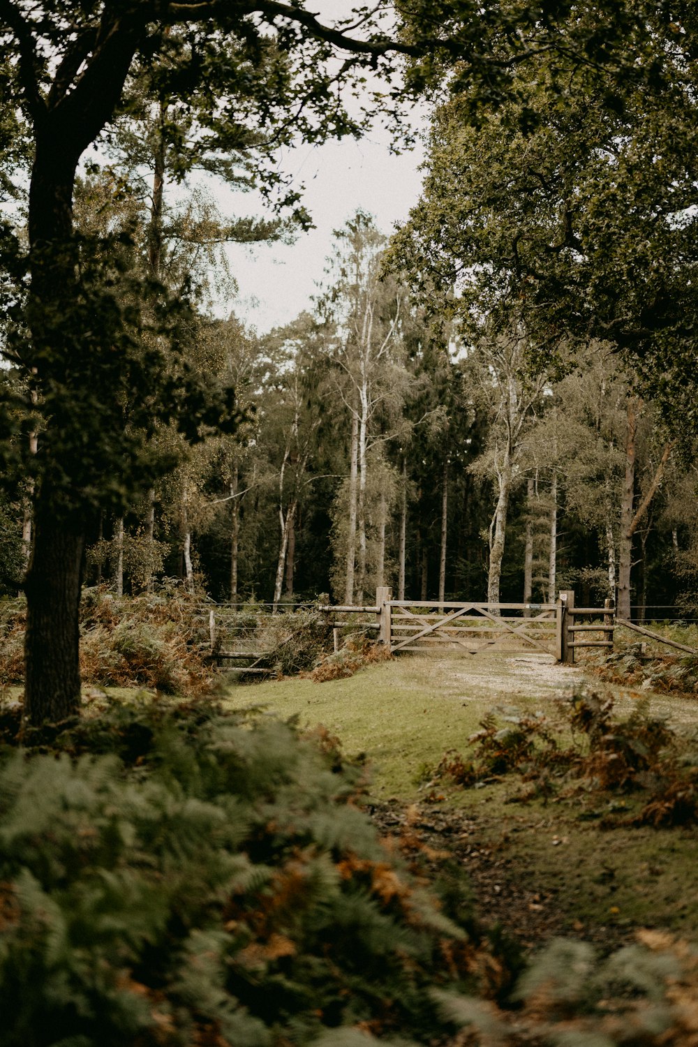 a wooden fence surrounded by trees and grass