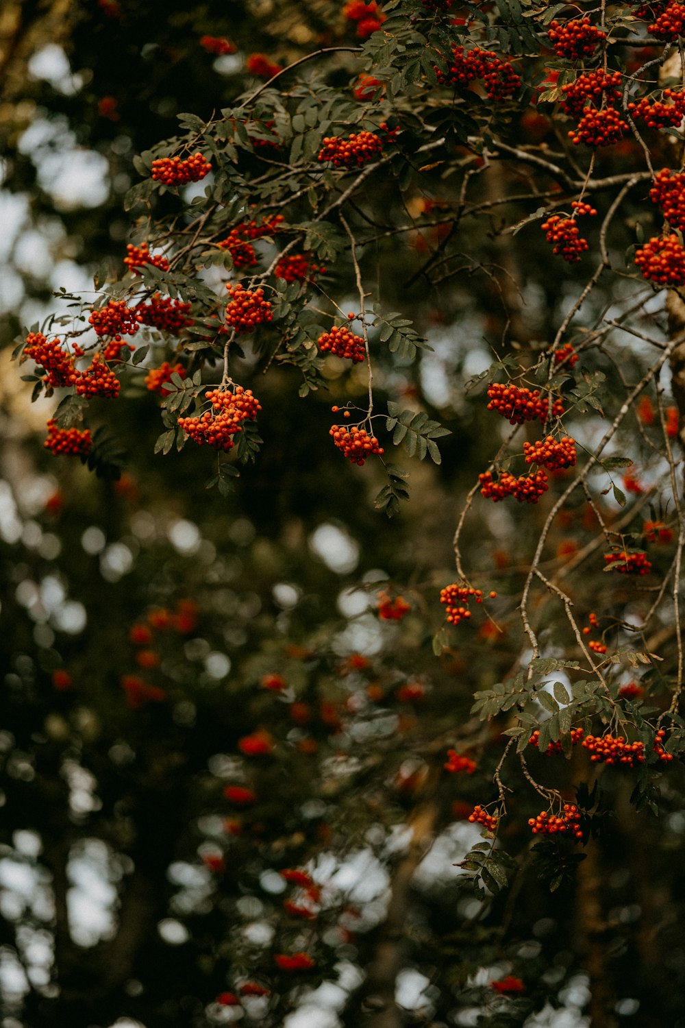 a christmas tree