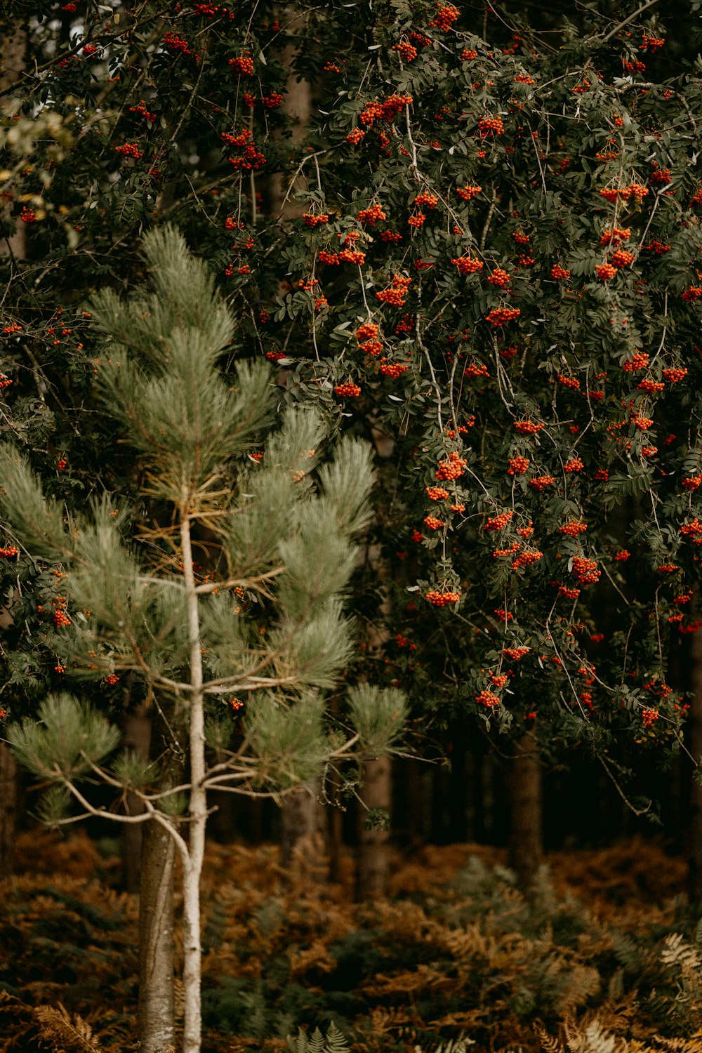 a pine tree with red berries on it