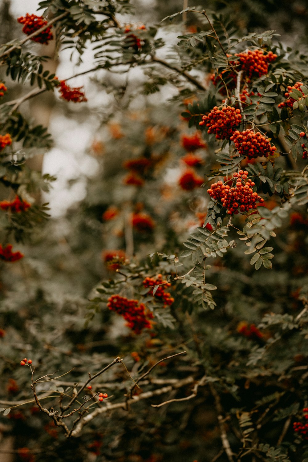 a bunch of red berries hanging from a tree