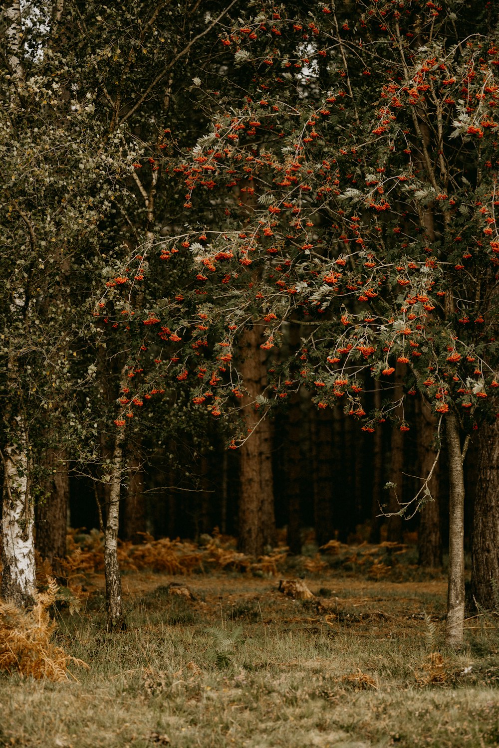 a forest filled with lots of trees covered in red berries