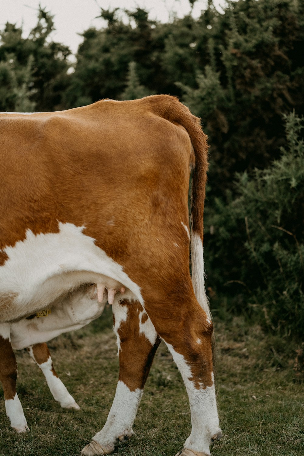 a brown and white cow standing on top of a lush green field