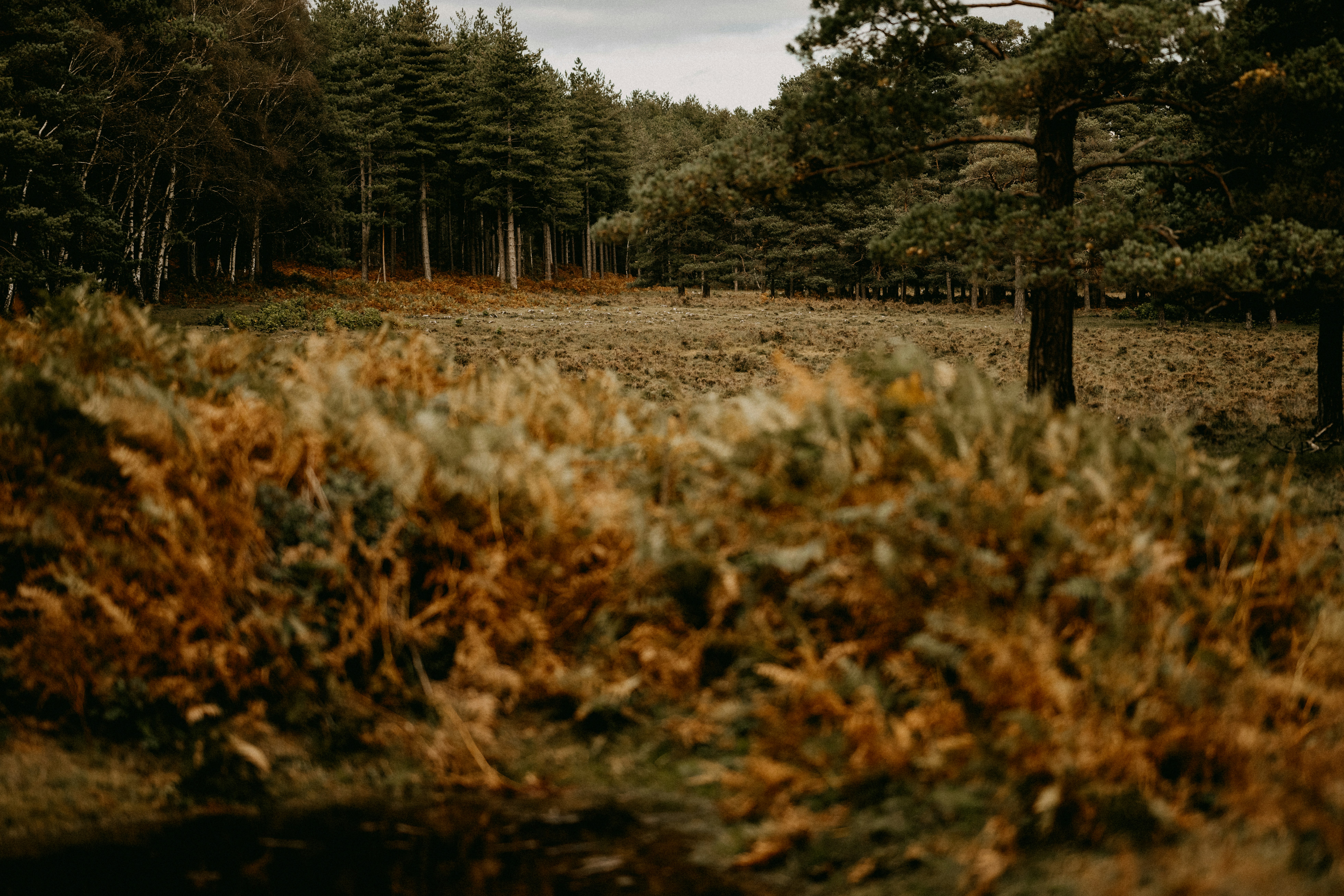 Photo by anniespratt