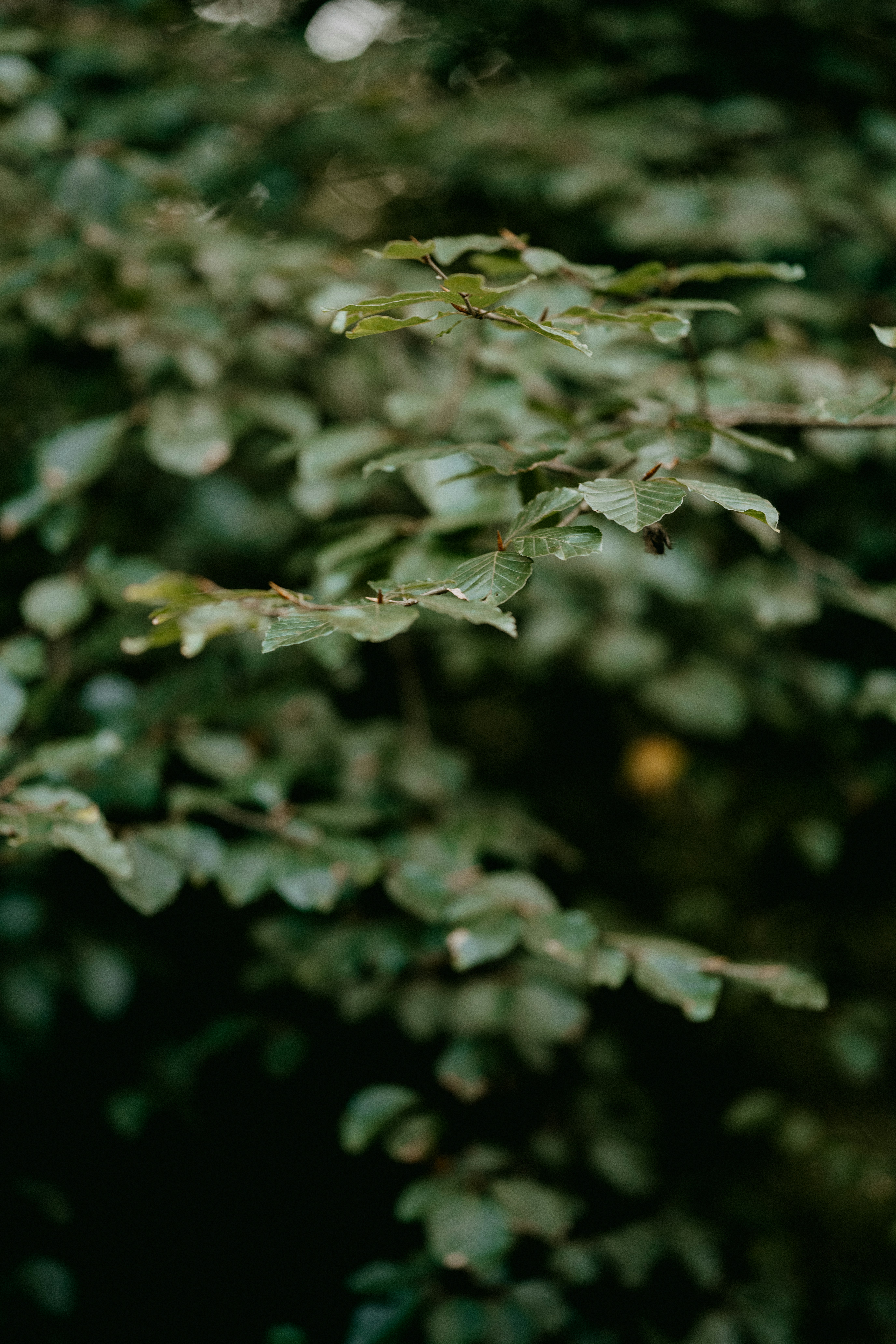 Photo by anniespratt