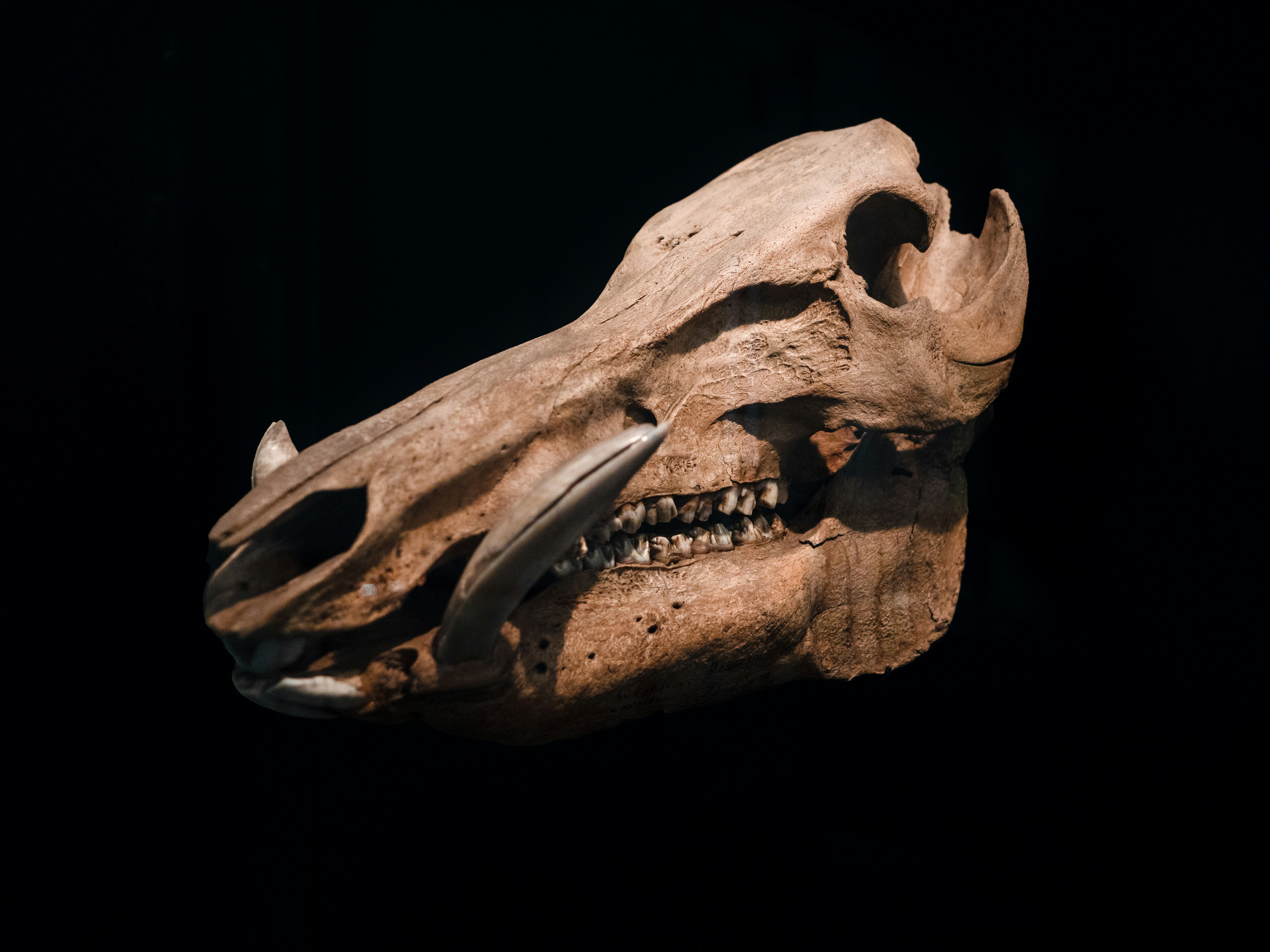 a close up of an animal skull on a black background, 