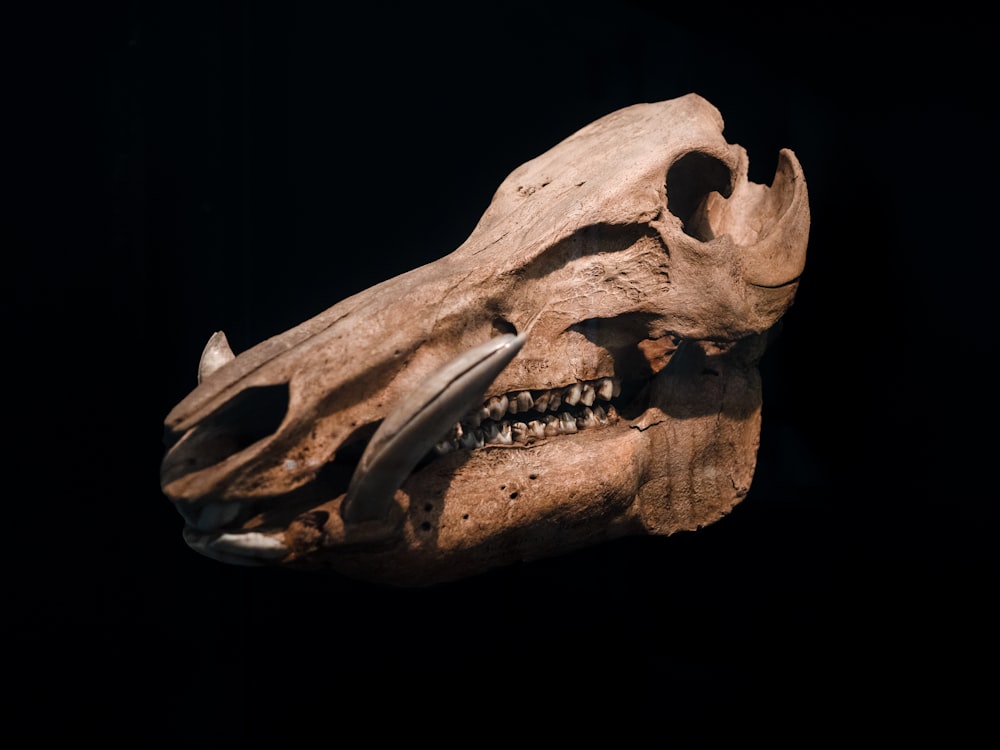 um close up de um crânio de animal em um fundo preto