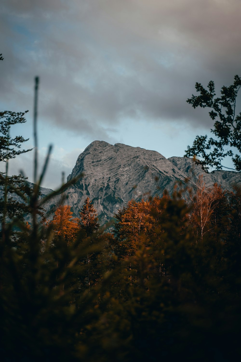 a view of a mountain with trees in the foreground