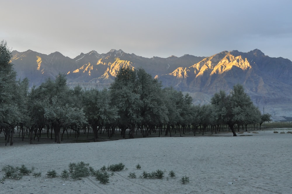 a field with trees and mountains in the background
