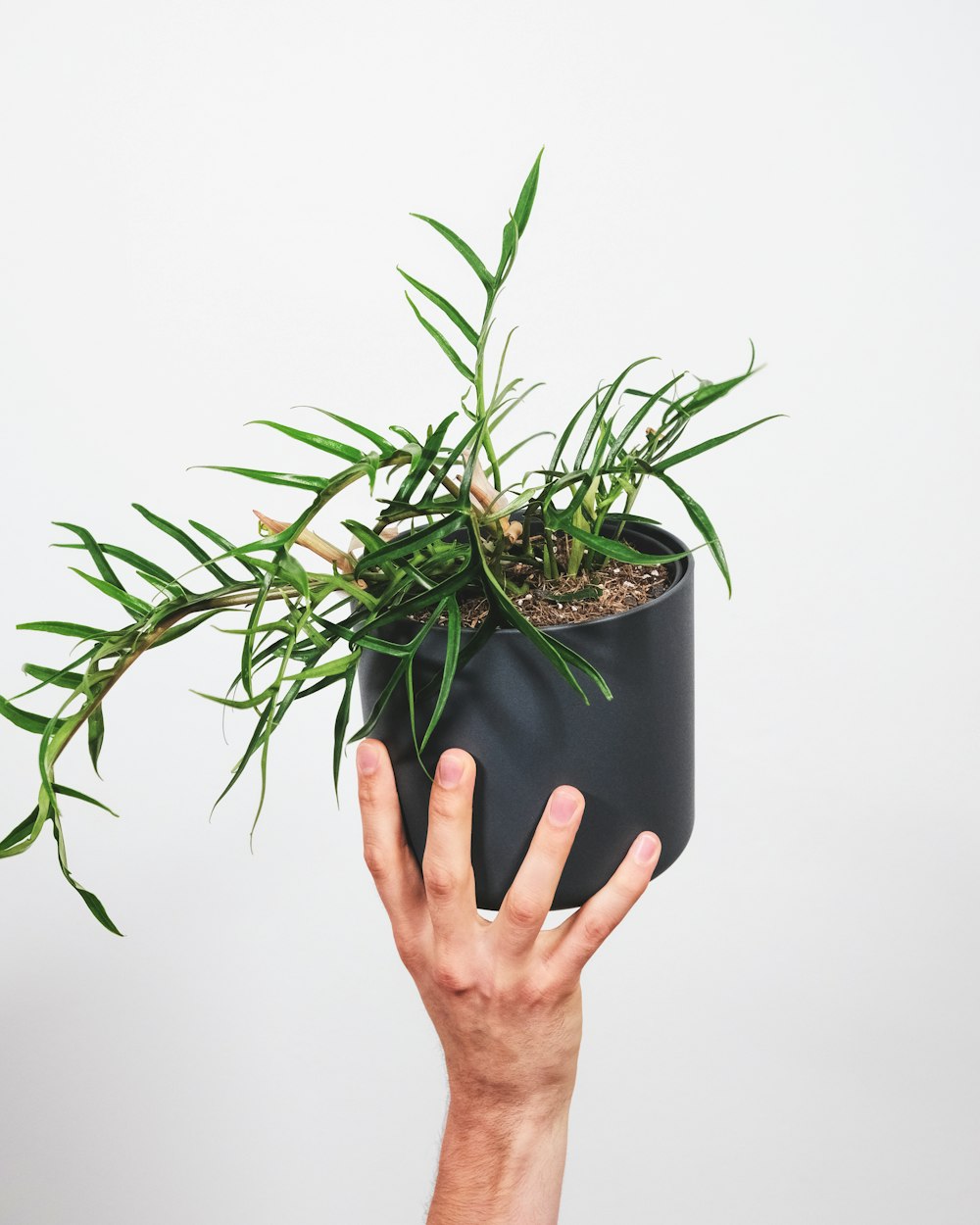 une main tenant une plante dans un pot noir