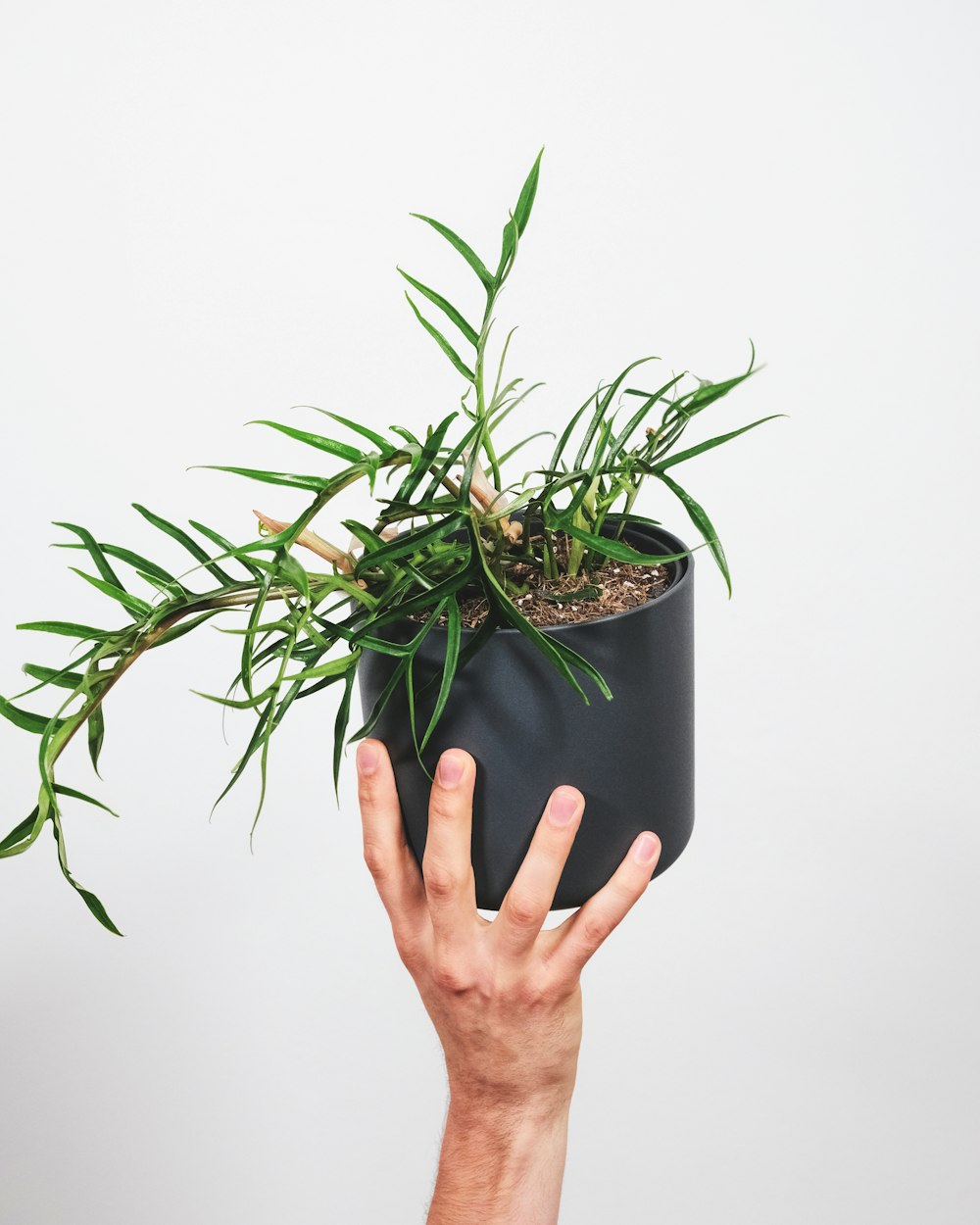 a hand holding a plant in a black pot