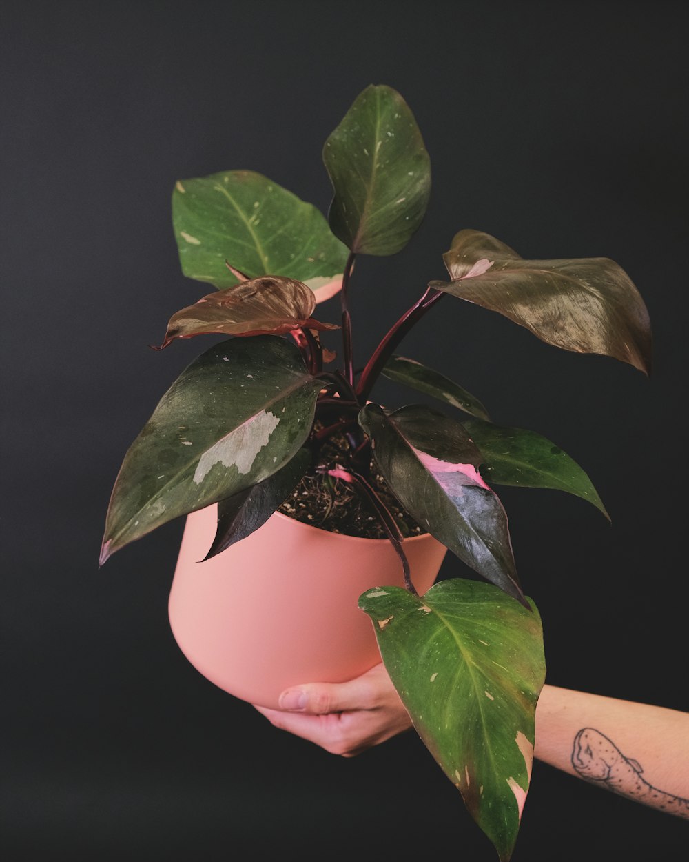 a person holding a potted plant with green leaves