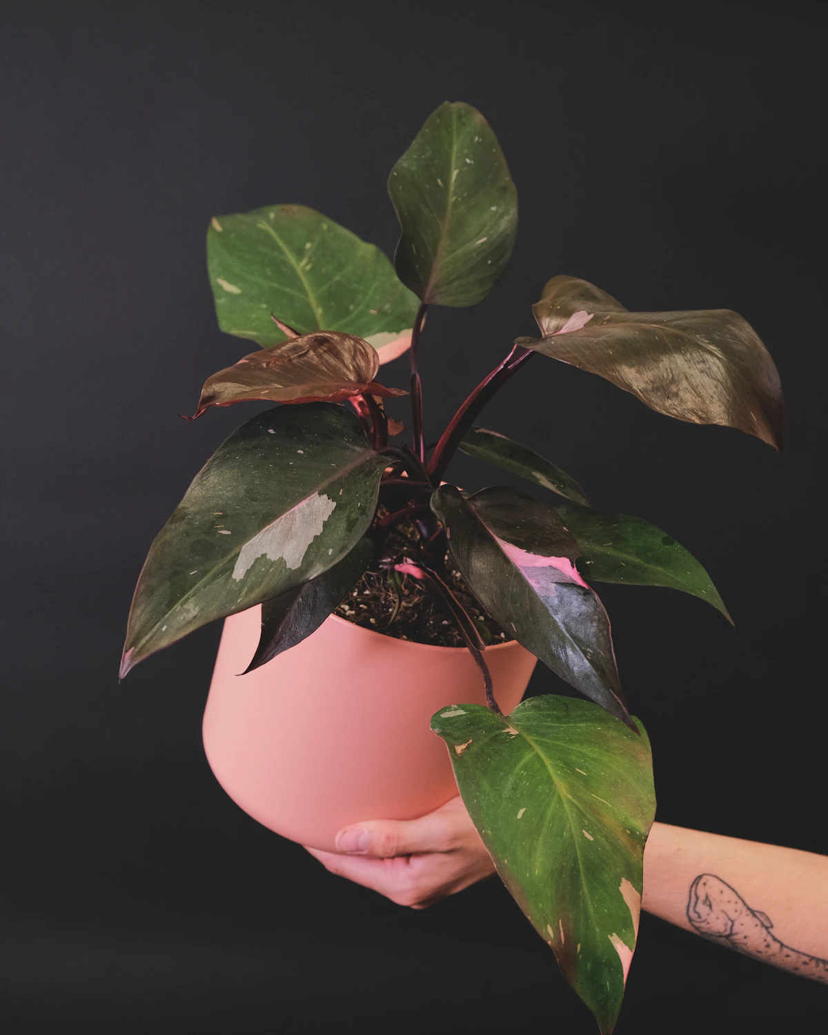 A potted Philodendron Pink Princess with deep green leaves and pink variegation — the cultivar that defines the demanding upright group