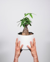 A cozy scene of two hands holding a small potted olive tree as a meaningful wedding gift.