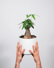 Hands exchanging a small plant symbolizing financial growth and nurturing