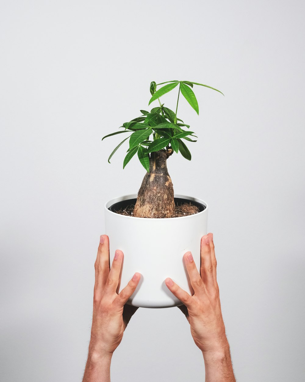 a person holding a plant in a white pot