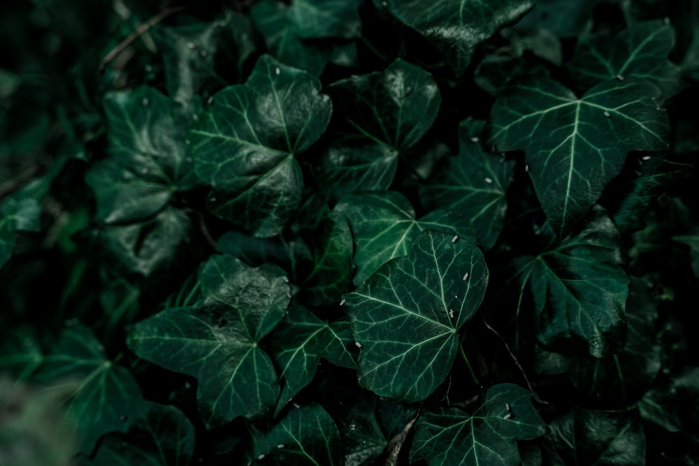 a bunch of green leaves with drops of water on them