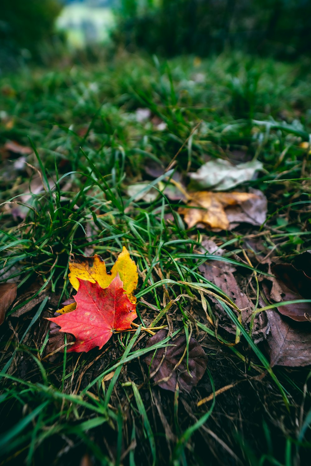 a leaf laying on top of a lush green field