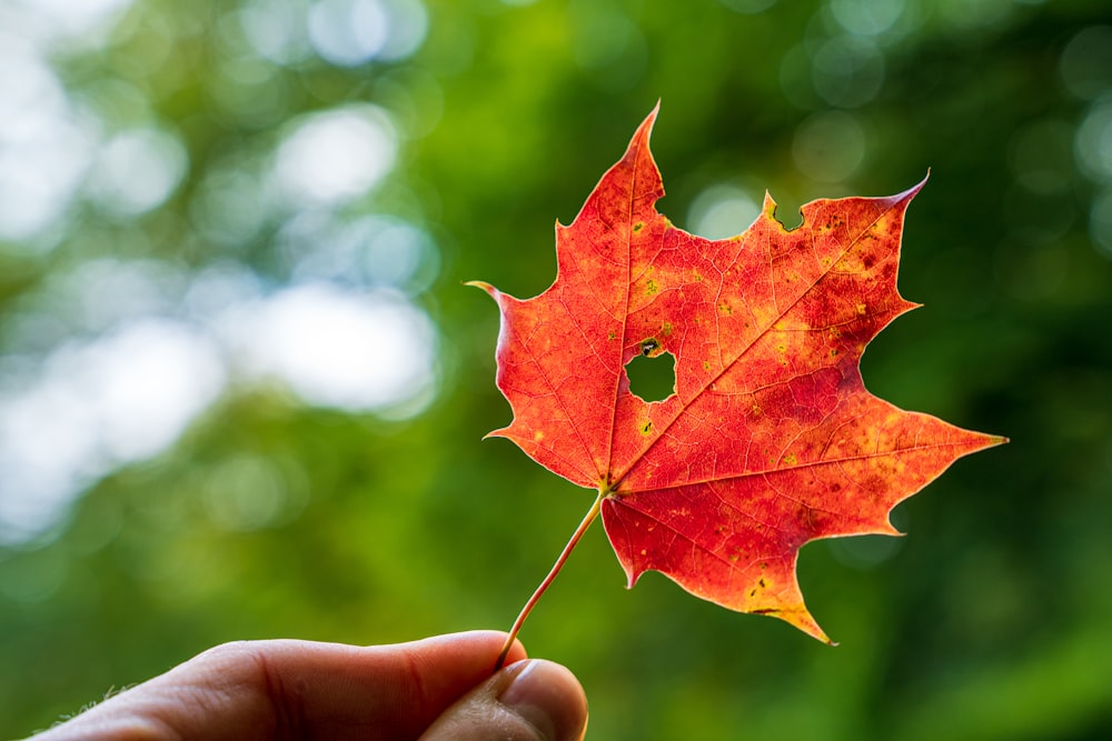 a person holding a red leaf in their hand