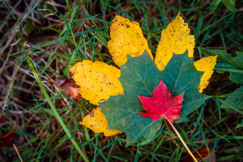 a red and yellow leaf laying on top of green grass
