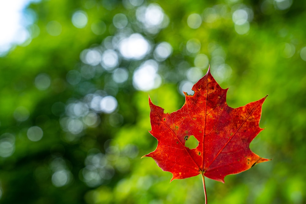 a red maple leaf with a blurry background