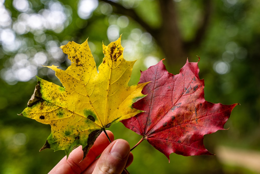 a person holding a leaf in their hand