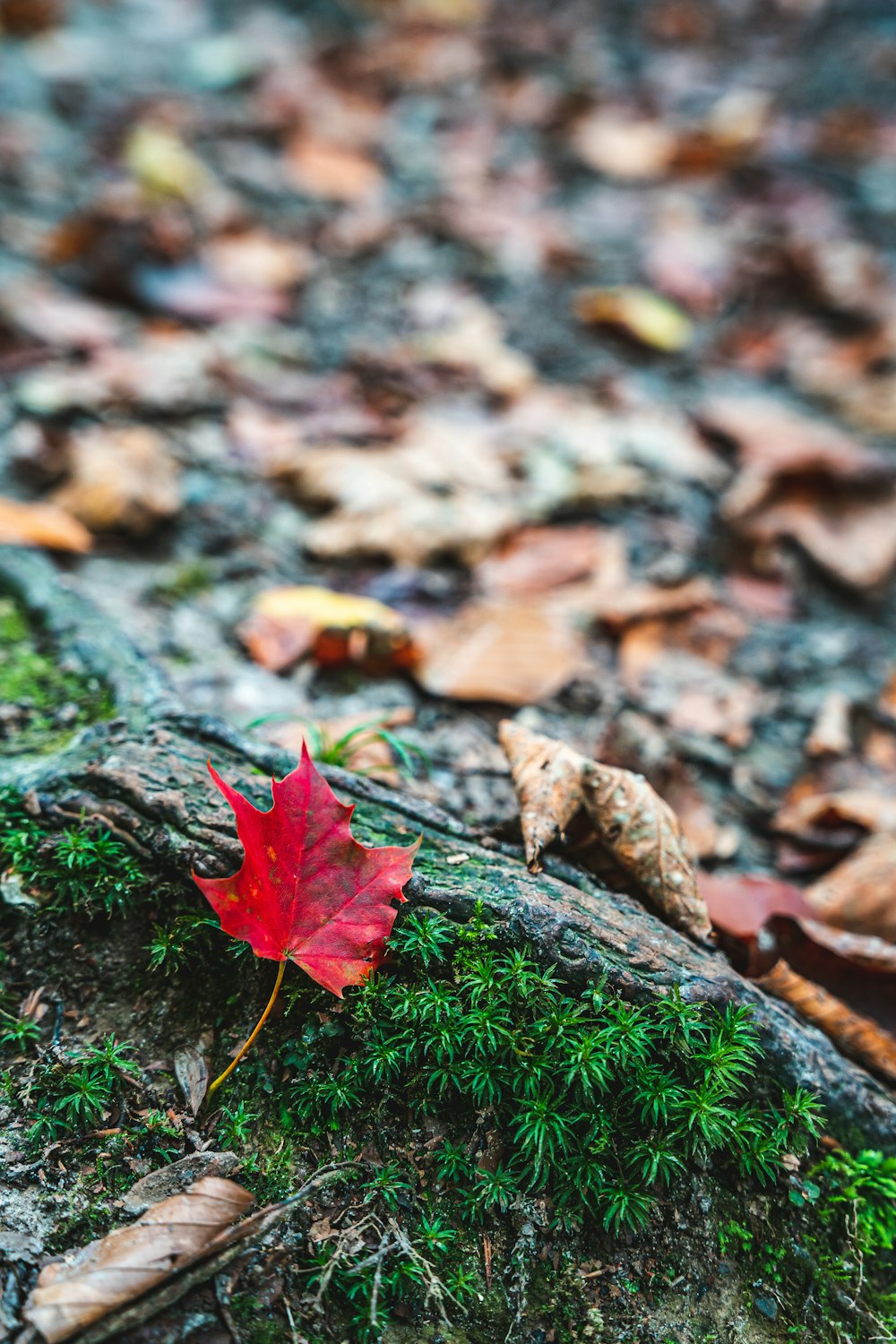 a red leaf on a moss covered rock