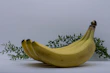 A bunch of perfectly ripe cavendish bananas hanging on a natural wooden stand.