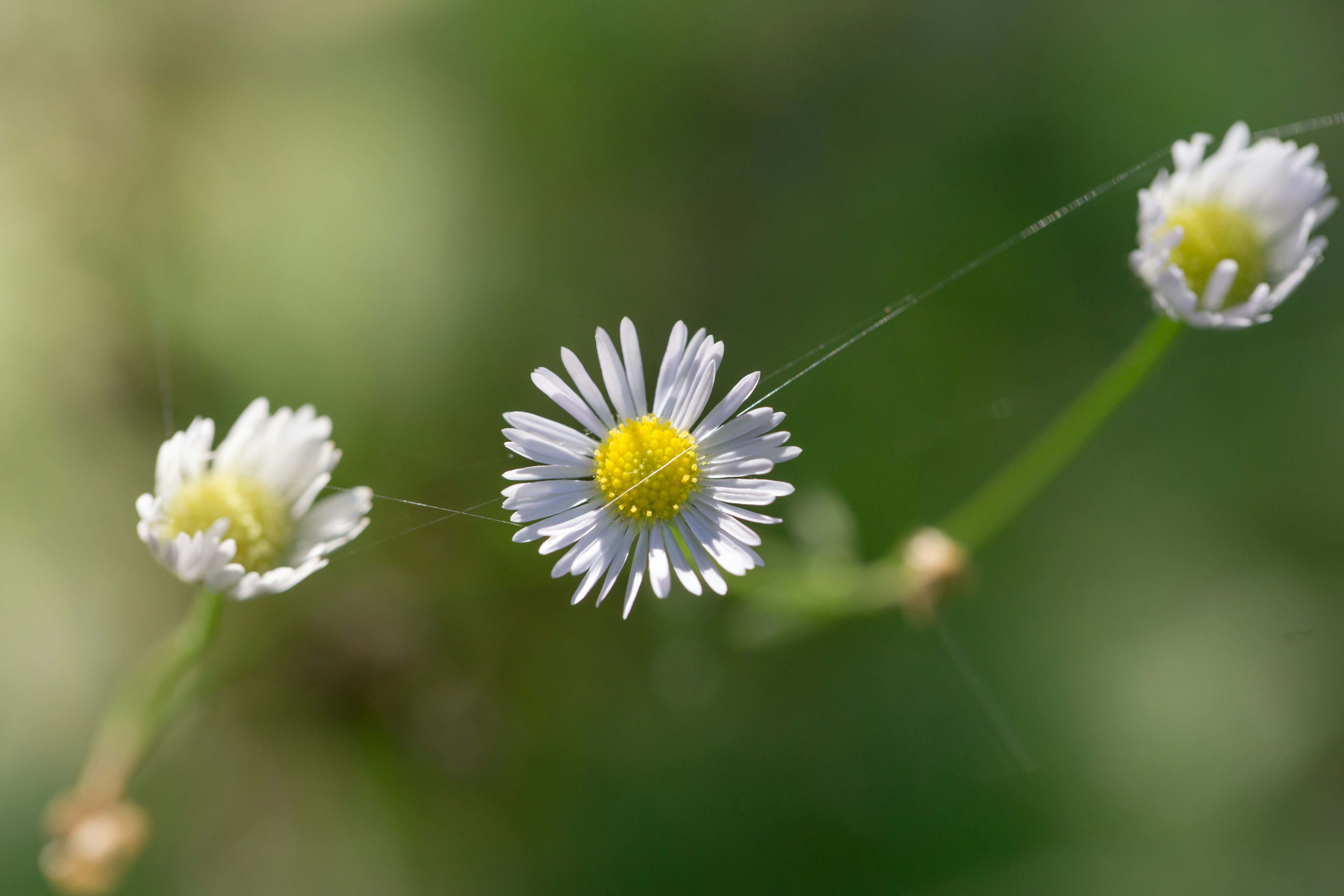 Photo by blooddrainer