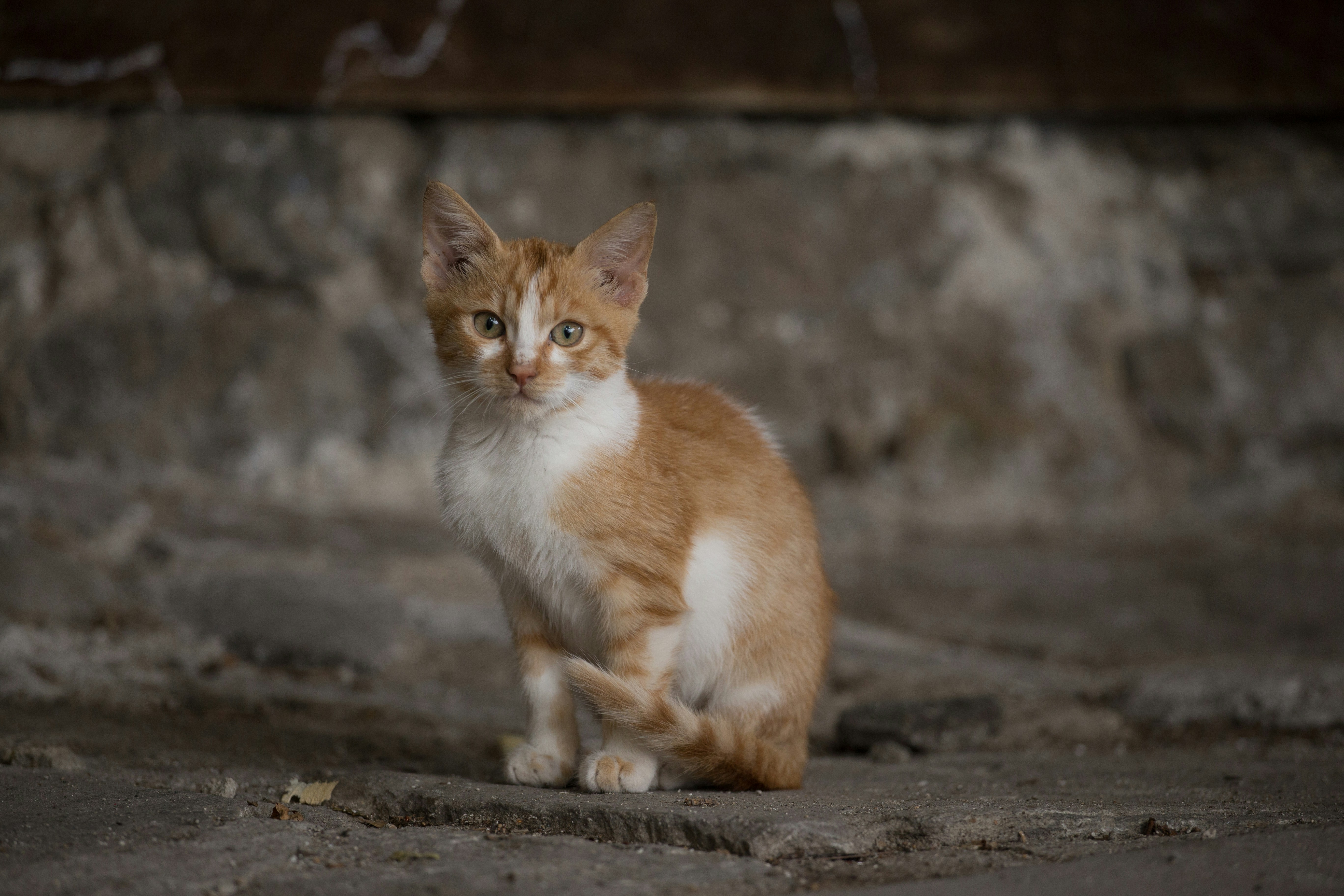 Photo by blooddrainer