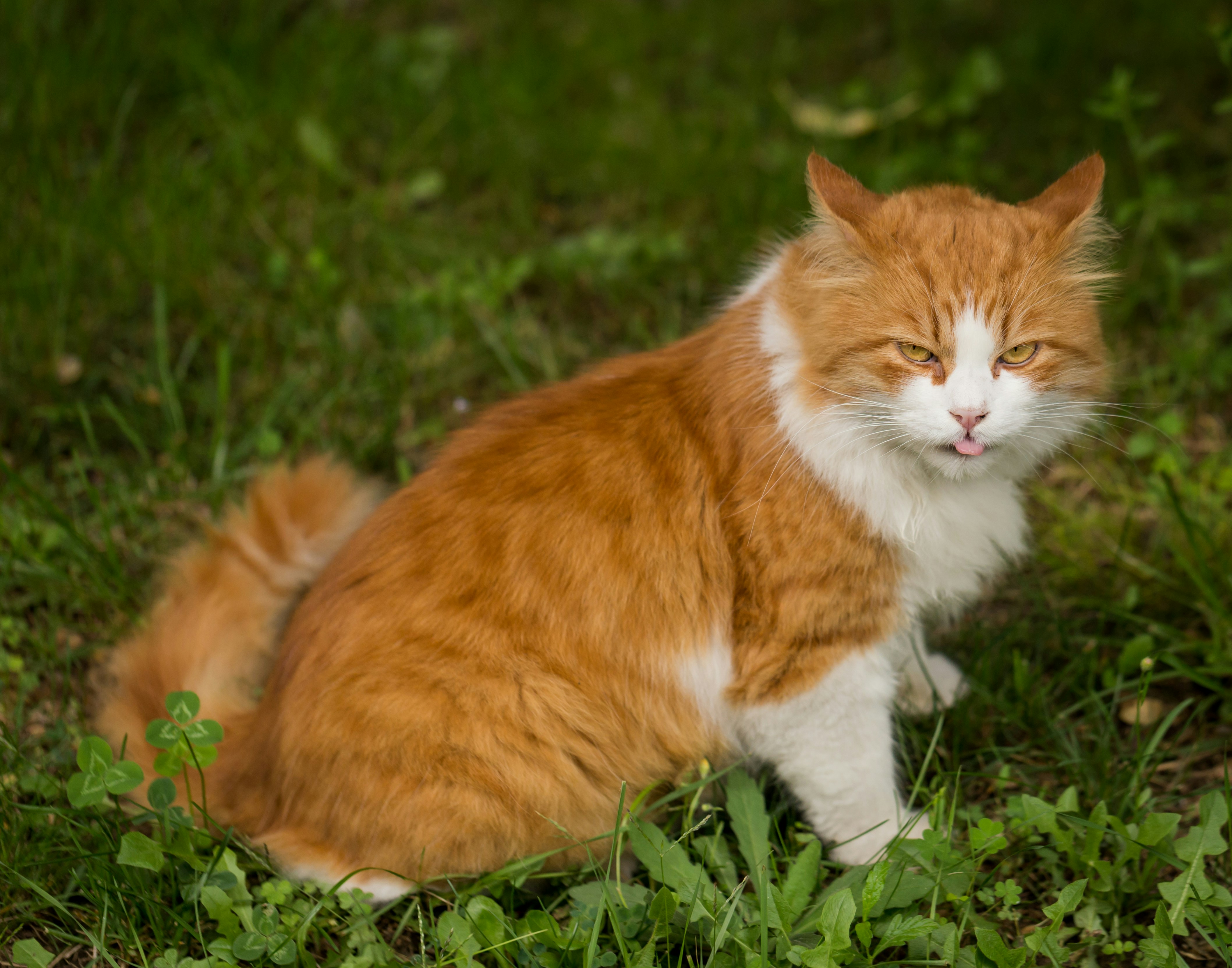 Photo by blooddrainer