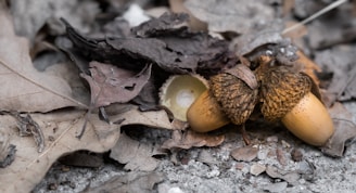 A close-up view of the ground covered with dry brown leaves and two acorns lying side by side. The acorns have textured caps and smooth, light brown bodies, surrounded by fallen leaves in various shades of brown. The overall scene suggests a natural, autumn setting with earthy tones.