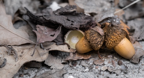 A close-up view of the ground covered with dry brown leaves and two acorns lying side by side. The acorns have textured caps and smooth, light brown bodies, surrounded by fallen leaves in various shades of brown. The overall scene suggests a natural, autumn setting with earthy tones.