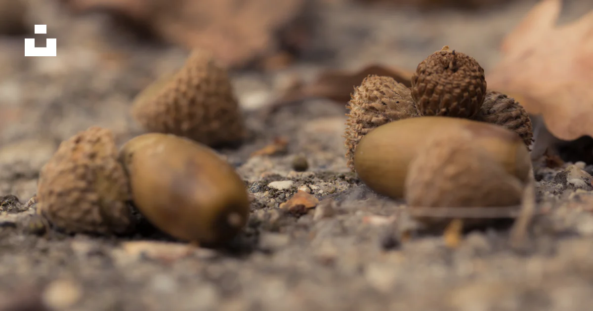 A group of acorns sitting on the ground photo – Free Acorn Image on ...
