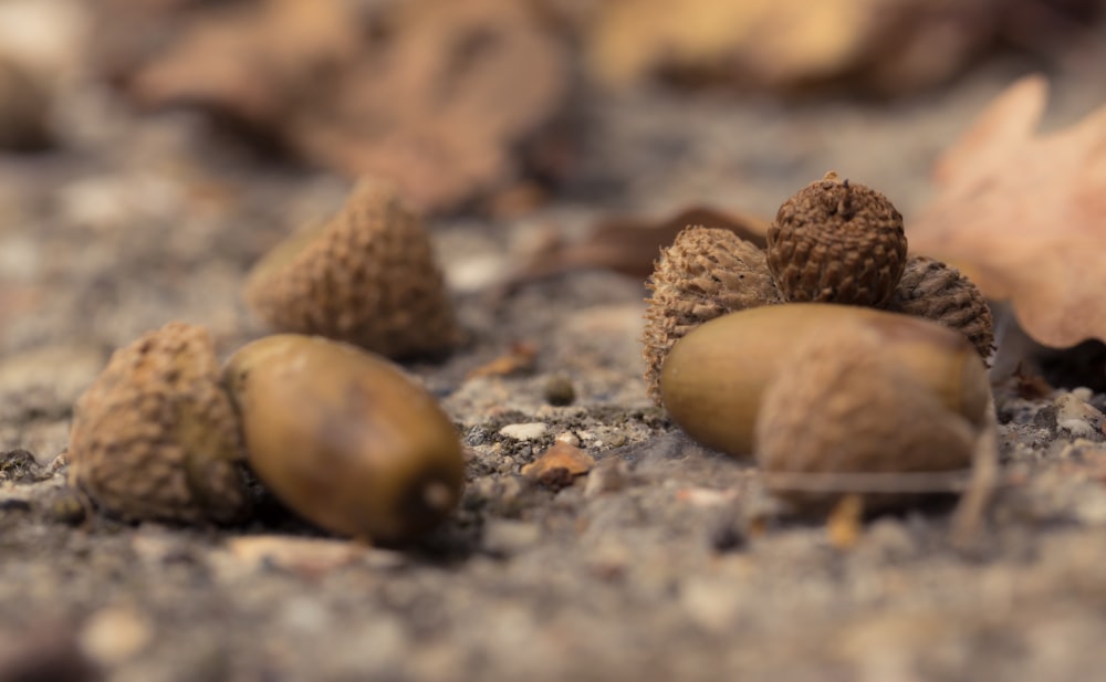 a group of acorns sitting on the ground