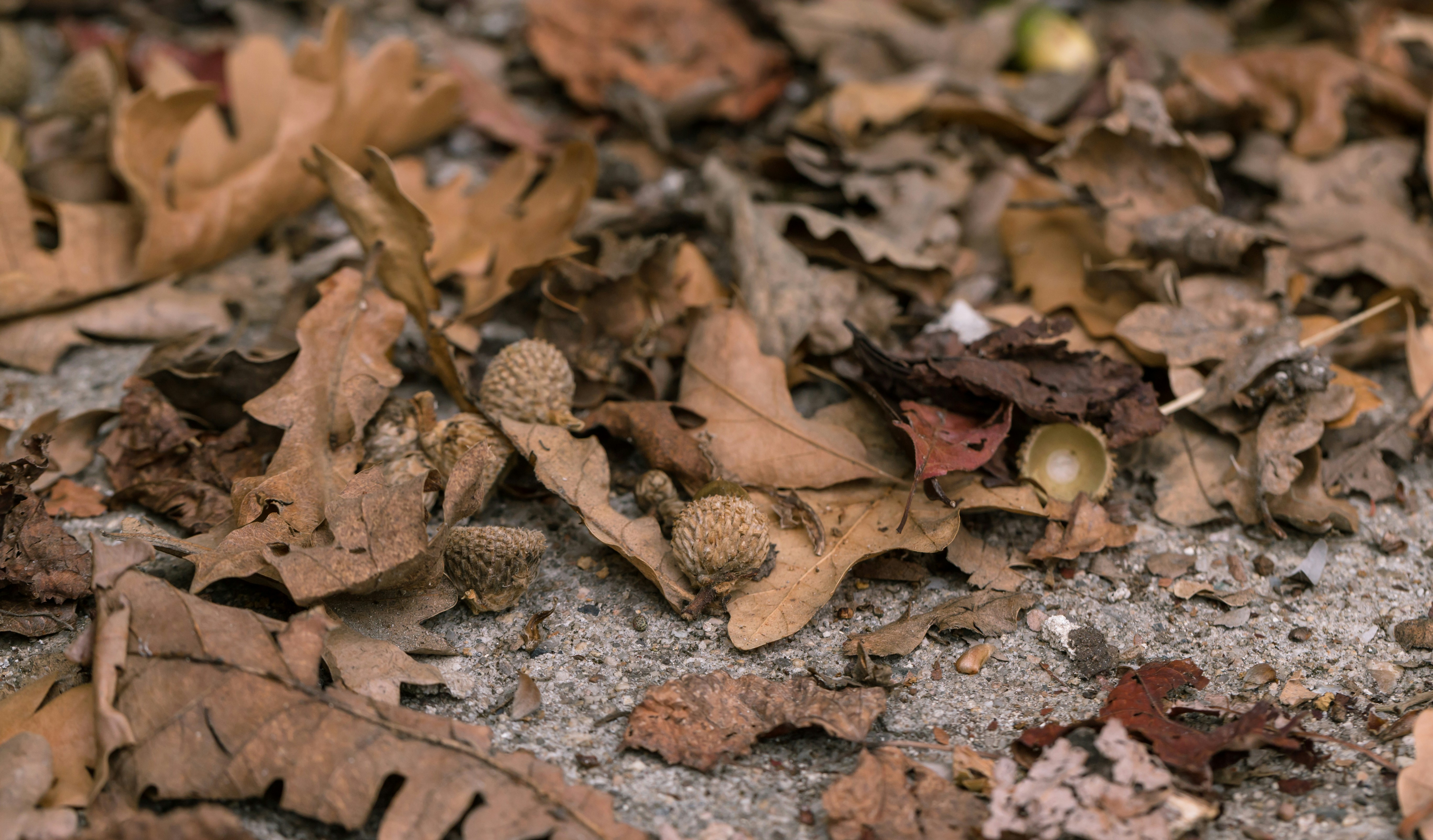 Photo by blooddrainer