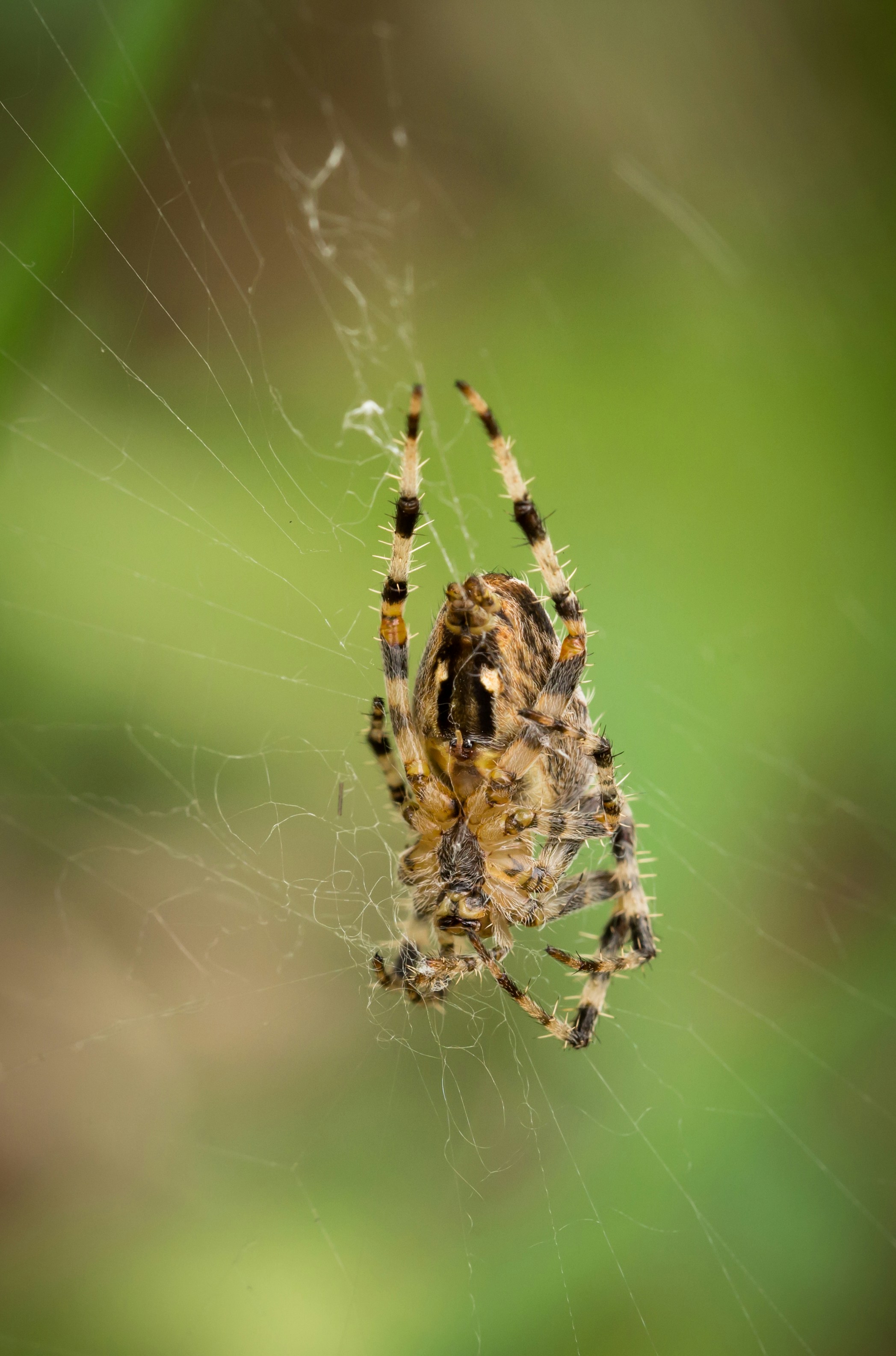 Photo by blooddrainer