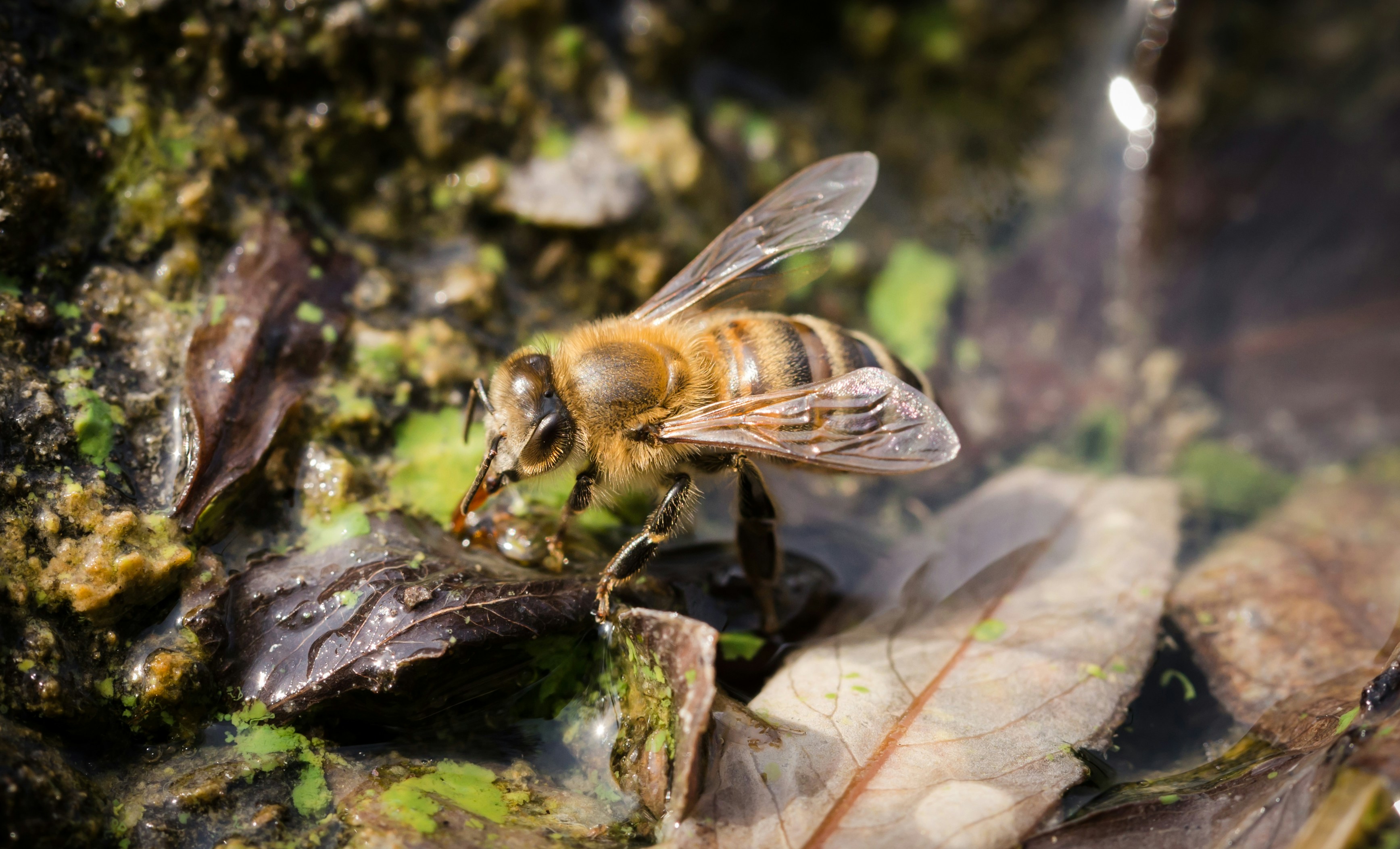 A close up of a bee on a rock photo – Free Bee Image on Unsplash