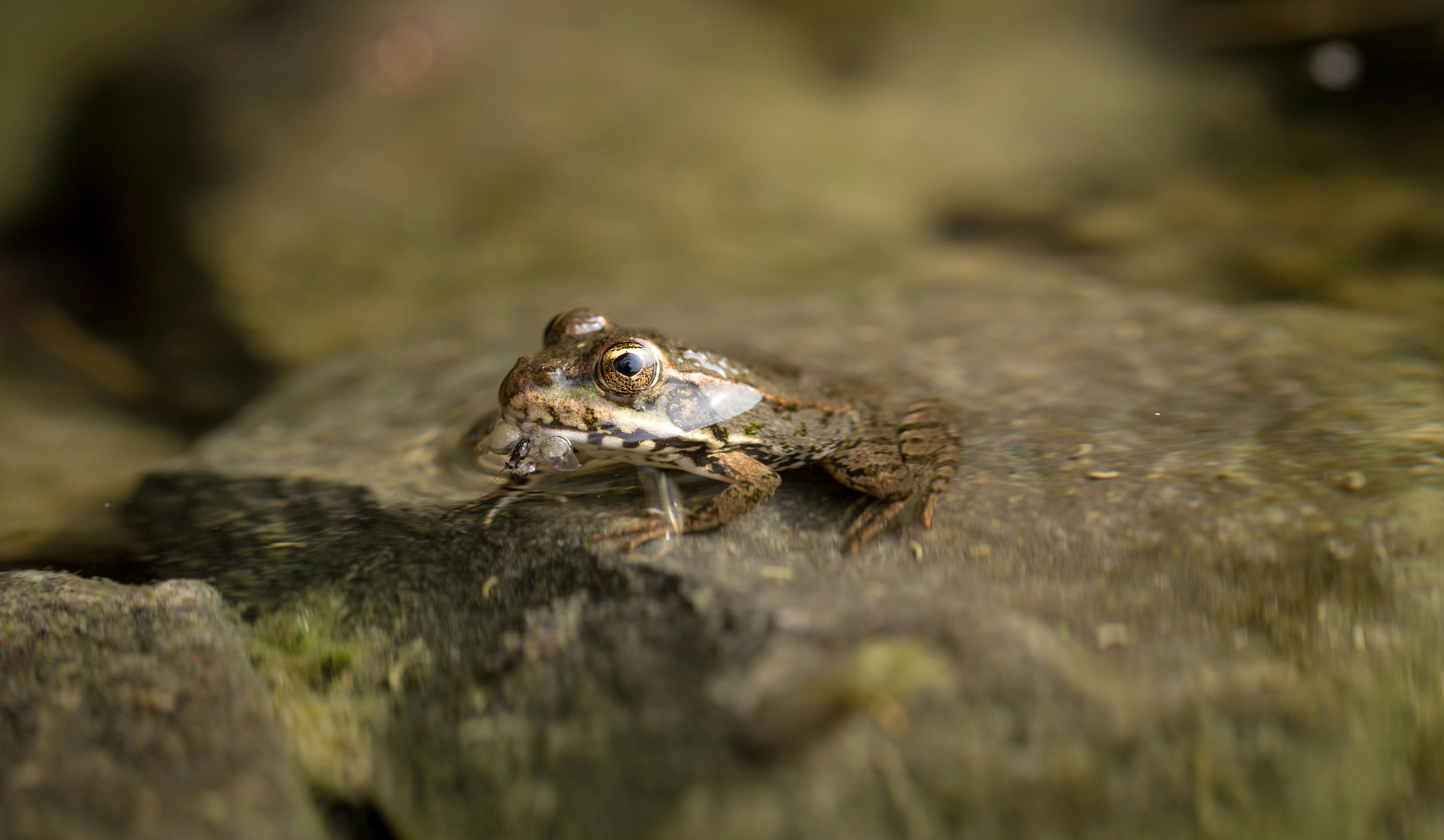 Photo by blooddrainer