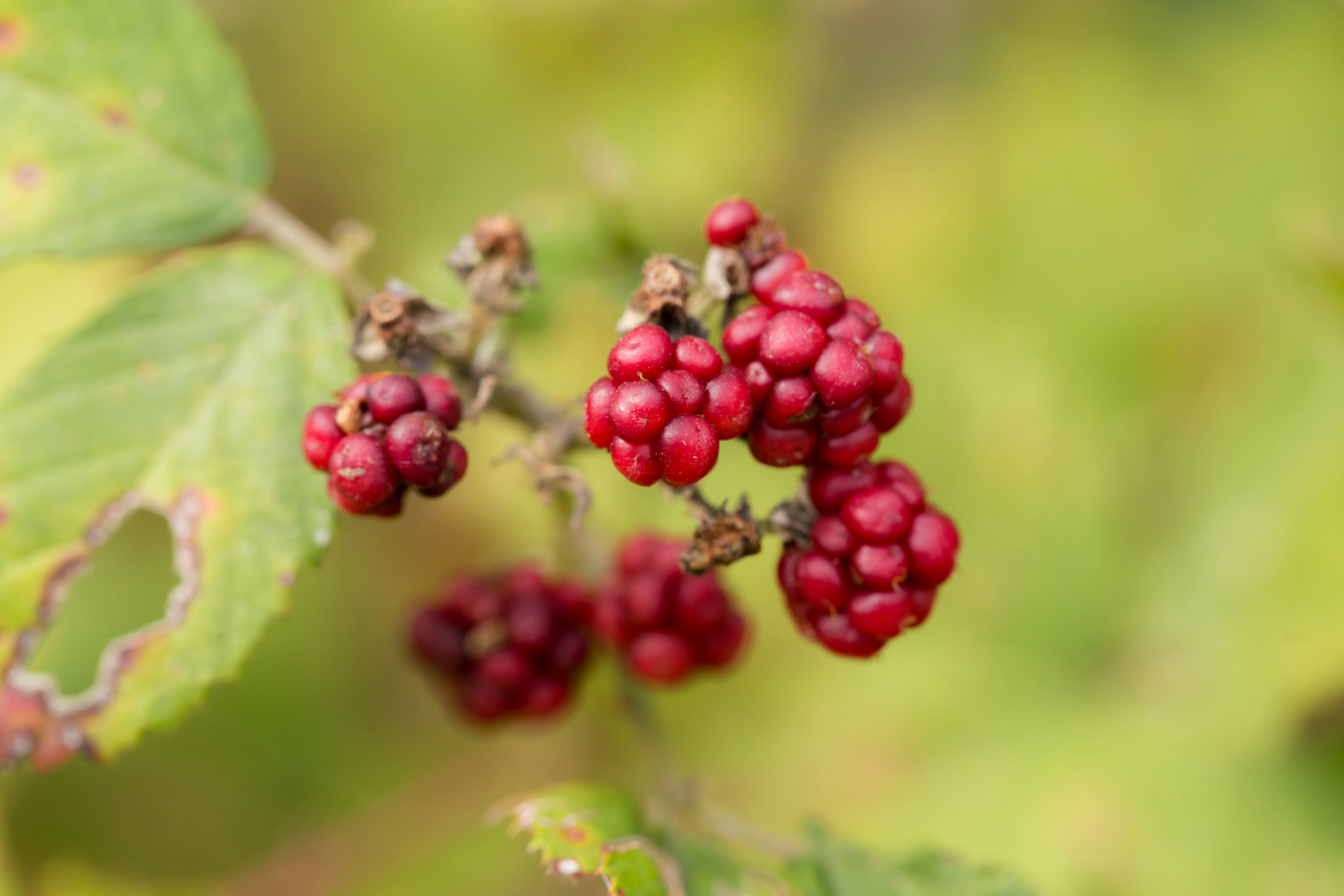 Photo by blooddrainer