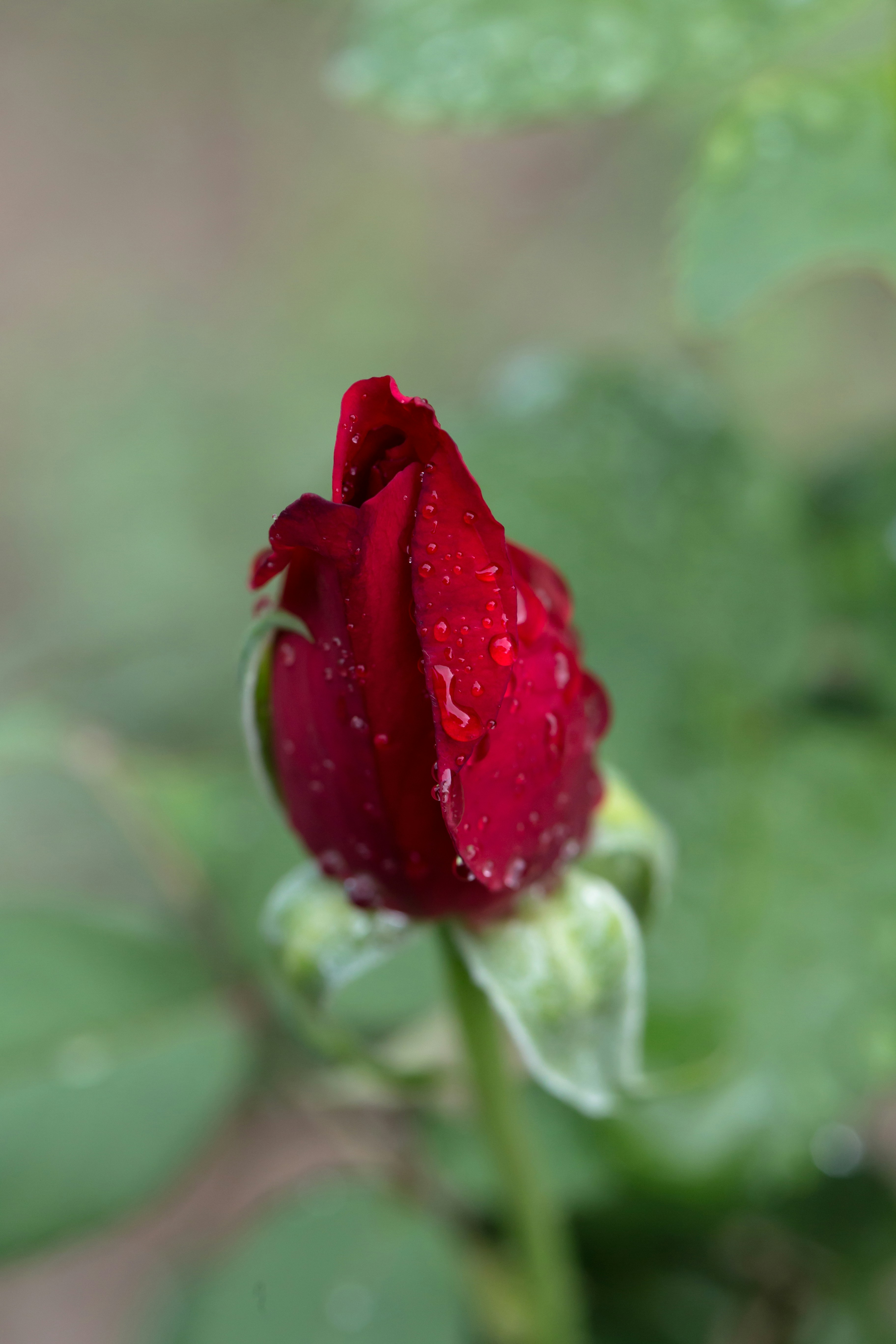 Photo by blooddrainer