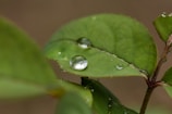 A serene image of fresh green leaves with water droplets.