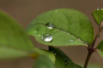 A serene close-up of a fresh green leaf with tiny droplets of water glistening.